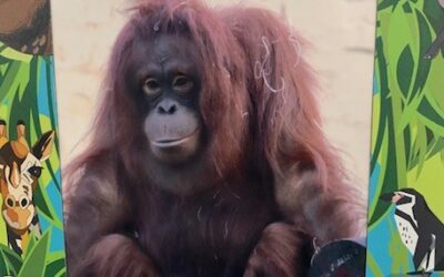 An Orangutan Is Not Just For Christmas